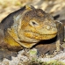 iguana_land_nsey_h_0051_ecu0245.jpg